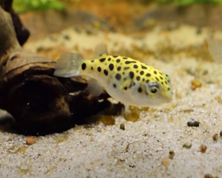 Green Spotted Puffer ~ 4cm - 5cm